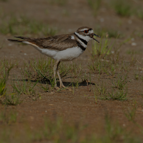 Killdeer