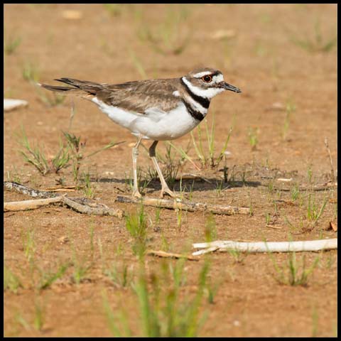 Killdeer