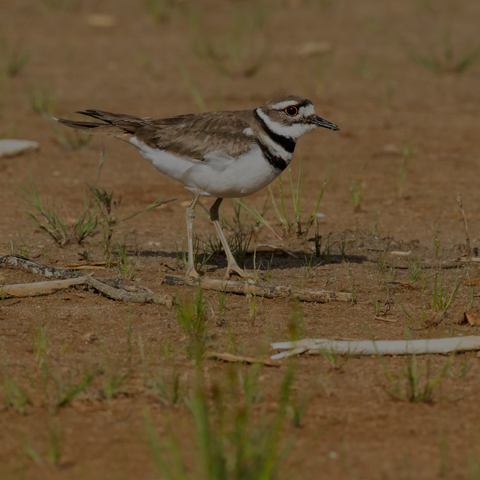 Killdeer