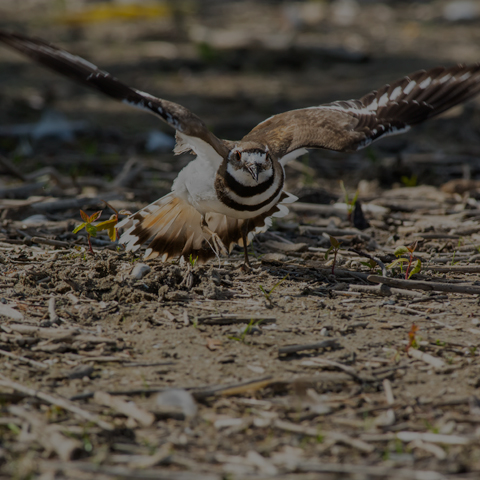 Killdeer