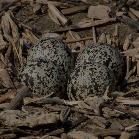 Killdeer