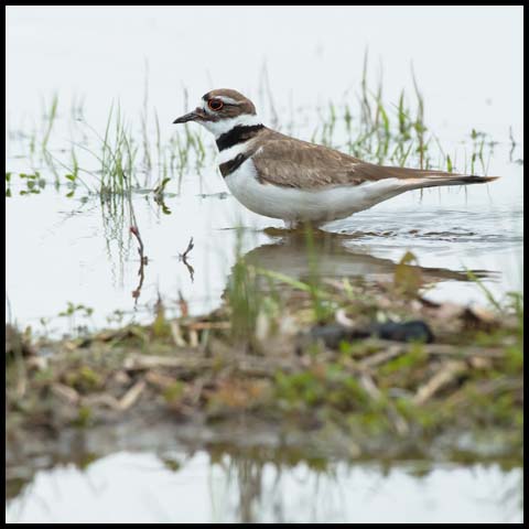 Killdeer