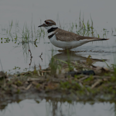 Killdeer