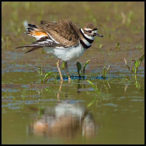 Killdeer