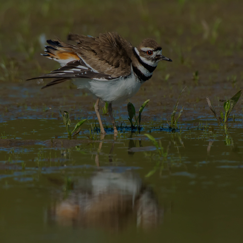 Killdeer