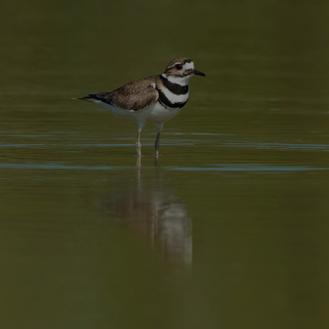 Killdeer