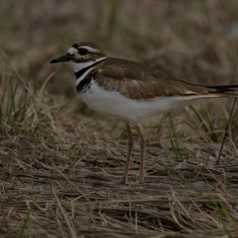 Killdeer