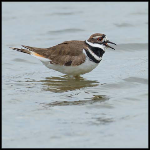 Killdeer