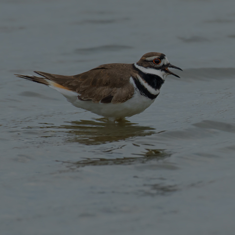 Killdeer