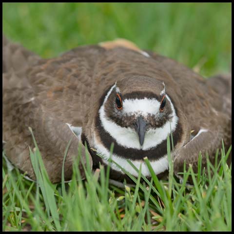 Killdeer