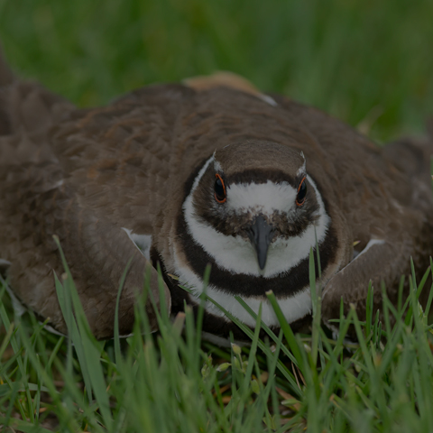 Killdeer