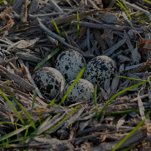 Killdeer