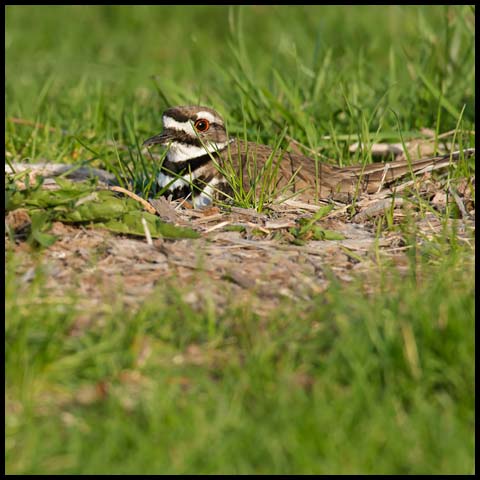 Killdeer