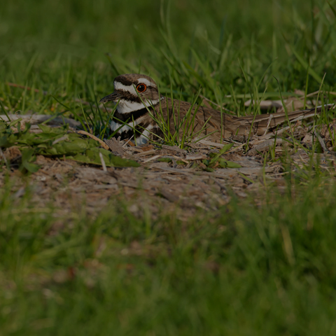 Killdeer