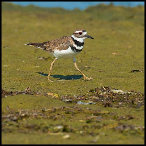 Killdeer