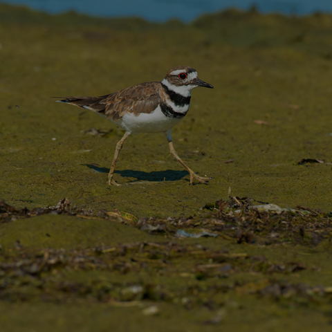 Killdeer