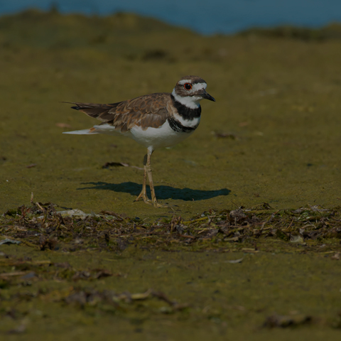 Killdeer