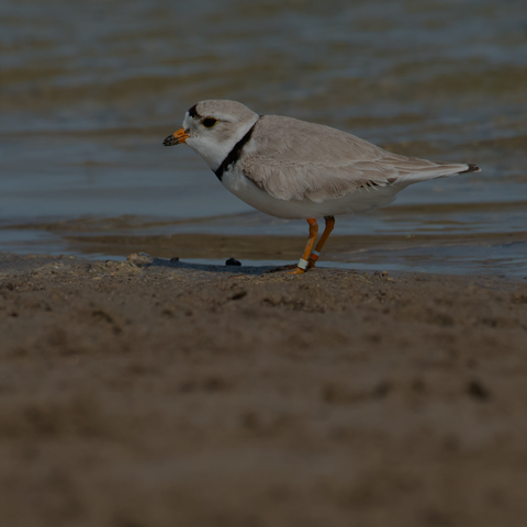 Piping Plover