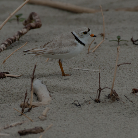 Piping Plover