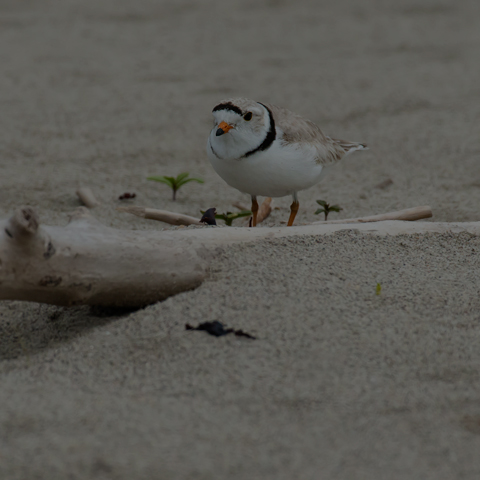Piping Plover