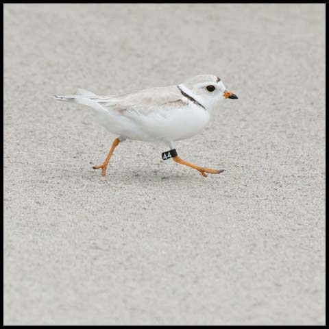 Piping Plover