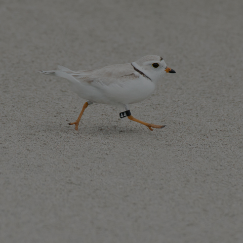 Piping Plover