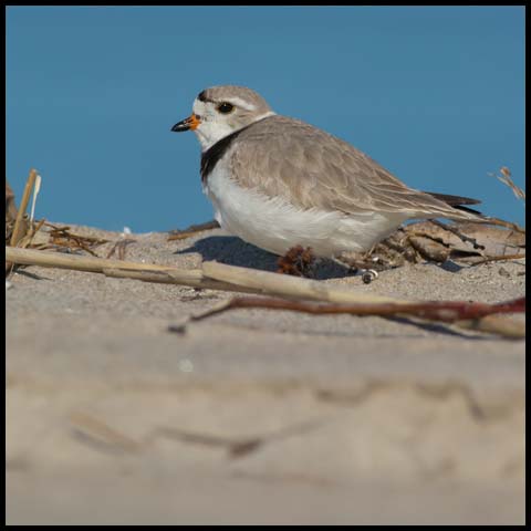 Piping Plover