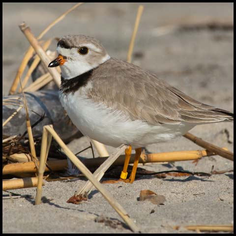 Piping Plover