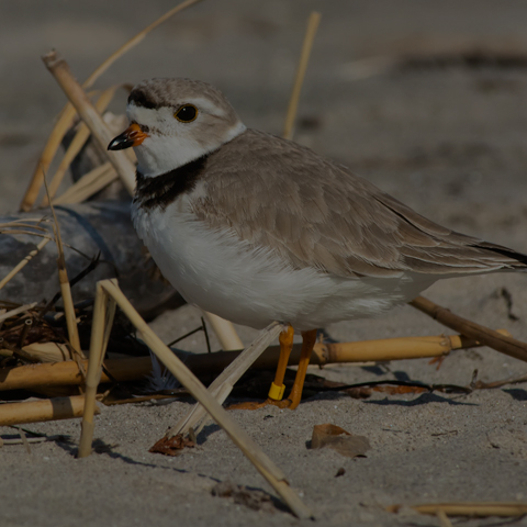 Piping Plover