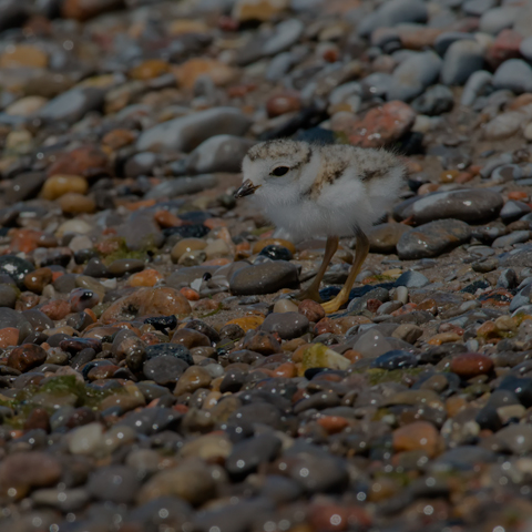 Piping Plover
