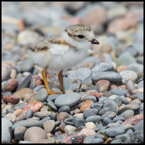 Piping Plover