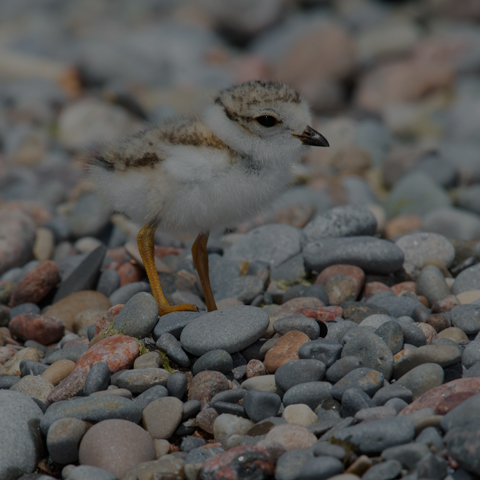 Piping Plover