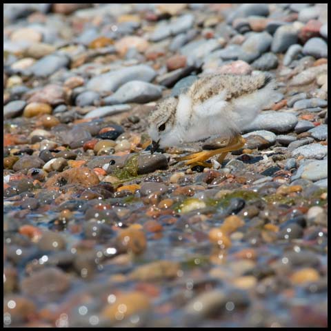 Piping Plover