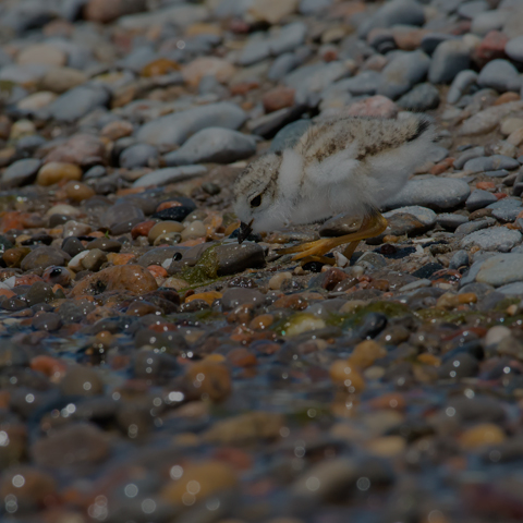 Piping Plover