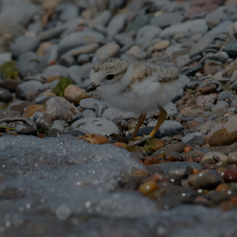 Piping Plover