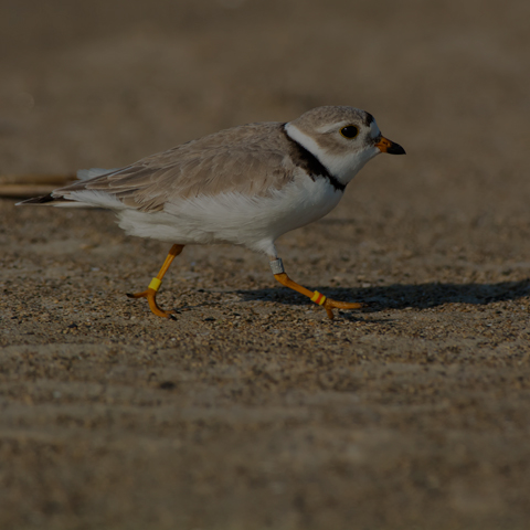 Piping Plover