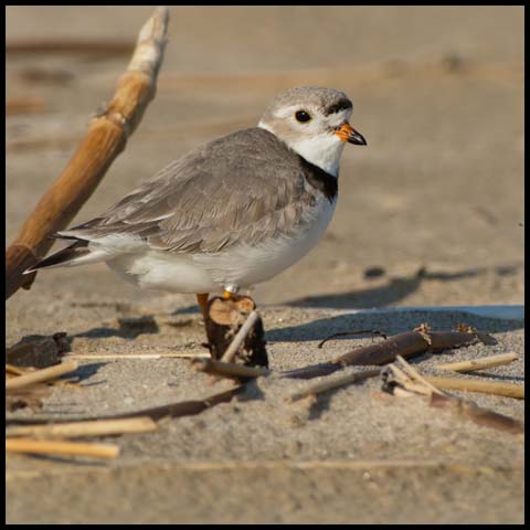 Piping Plover