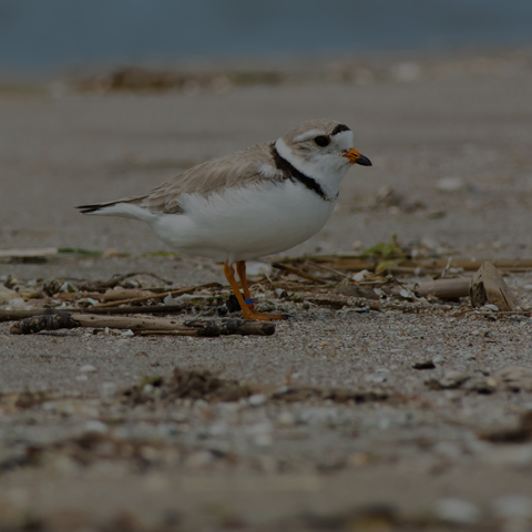 Piping Plover