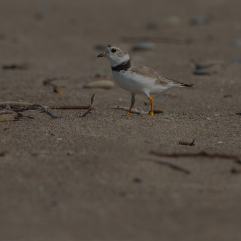 Piping Plover