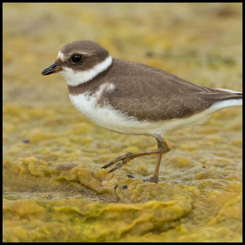 Semipalmated Plover