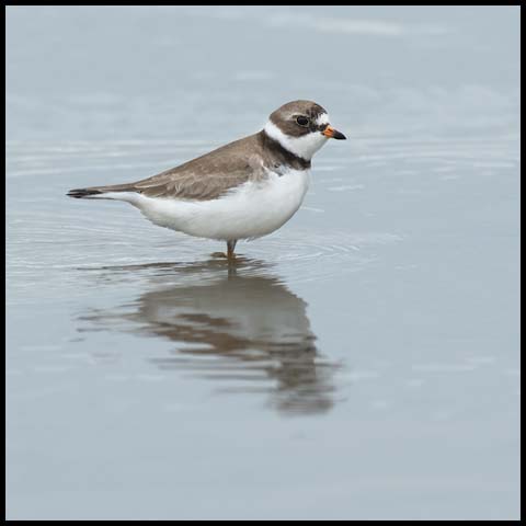 Semipalmated Plover