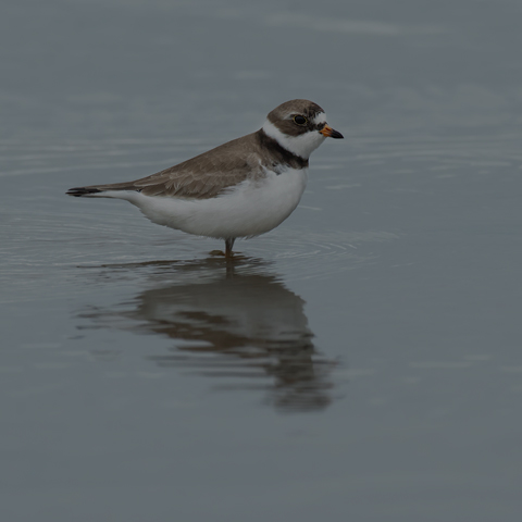 Semipalmated Plover