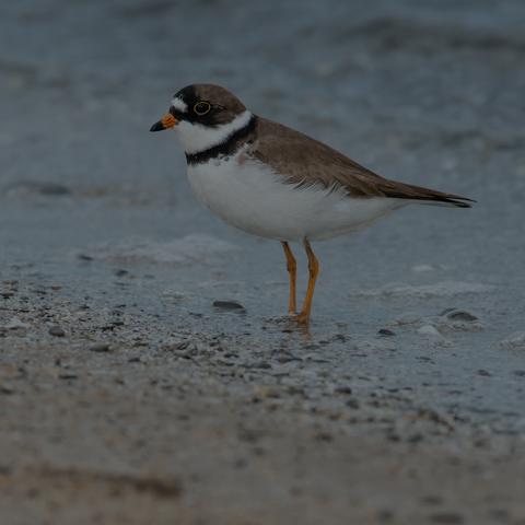 Semipalmated Plover