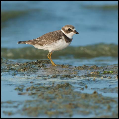 Semipalmated Plover