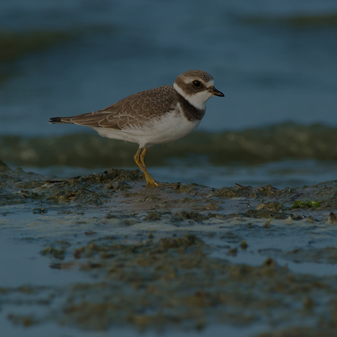 Semipalmated Plover