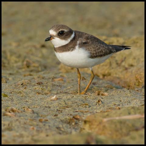 Semipalmated Plover