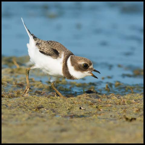 Semipalmated Plover