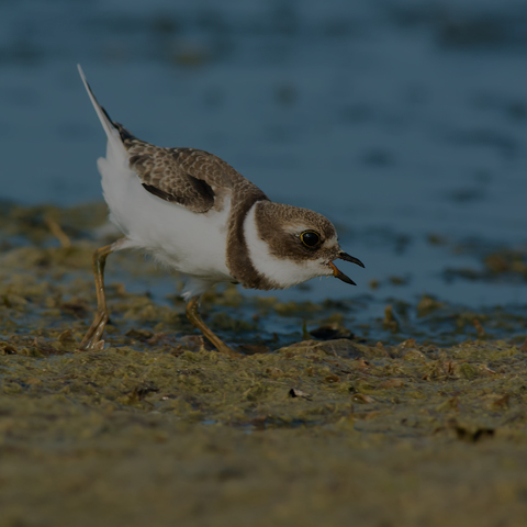 Semipalmated Plover