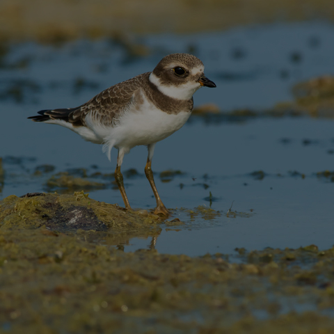 Semipalmated Plover