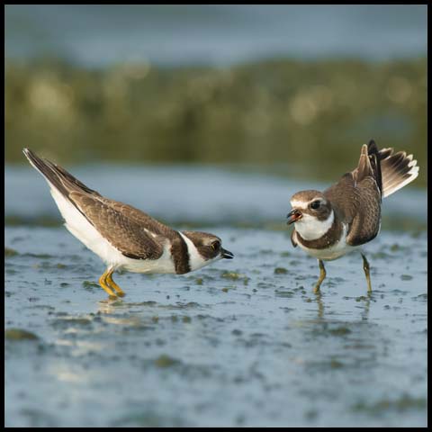 Semipalmated Plover